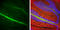 Neurofilament Light antibody, GTX101142, GeneTex, Immunohistochemistry frozen image 