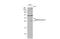 Stanniocalcin 1 antibody, GTX129092, GeneTex, Western Blot image 