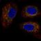 Transmembrane Protein 11 antibody, HPA062854, Atlas Antibodies, Immunofluorescence image 