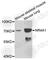 Nuclear Receptor Subfamily 4 Group A Member 1 antibody, A6676, ABclonal Technology, Western Blot image 