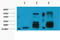 Histone H3 antibody, STJ97004, St John