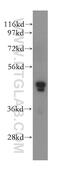 DNA Polymerase Delta Interacting Protein 3 antibody, 17466-1-AP, Proteintech Group, Western Blot image 