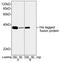 His tag antibody, LS-C51081, Lifespan Biosciences, Western Blot image 