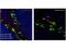 p21 antibody, M00145, Boster Biological Technology, Immunohistochemistry paraffin image 
