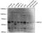 ATP Binding Cassette Subfamily G Member 2 (Junior Blood Group) antibody, 15-157, ProSci, Western Blot image 