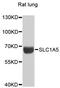 Solute Carrier Family 1 Member 5 antibody, A12676, ABclonal Technology, Western Blot image 