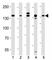 Regulatory Associated Protein Of MTOR Complex 1 antibody, F52807-0.4ML, NSJ Bioreagents, Immunohistochemistry paraffin image 