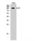 Tubulin Gamma Complex Associated Protein 3 antibody, LS-C383665, Lifespan Biosciences, Western Blot image 