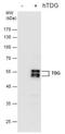 Thymine DNA Glycosylase antibody, NBP2-43718, Novus Biologicals, Western Blot image 