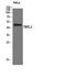 TATA-Box Binding Protein Like 2 antibody, STJ95928, St John