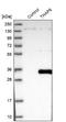 THAP Domain Containing 6 antibody, NBP1-81130, Novus Biologicals, Western Blot image 