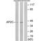 Transcription factor AP-2 gamma antibody, PA5-49862, Invitrogen Antibodies, Western Blot image 