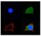 Solute Carrier Family 2 Member 5 antibody, PA5-42100, Invitrogen Antibodies, Immunofluorescence image 