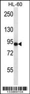 Adhesion G Protein-Coupled Receptor E5 antibody, 57-256, ProSci, Western Blot image 