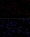 KI-67 antibody, 16-921, ProSci, Immunofluorescence image 