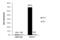 Histone Deacetylase 3 antibody, GTX113303, GeneTex, Chromatin Immunoprecipitation image 