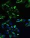 C-X-C chemokine receptor type 5 antibody, LS-C749241, Lifespan Biosciences, Immunofluorescence image 