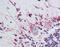 Cathepsin D antibody, 48-051, ProSci, Immunohistochemistry paraffin image 