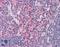 Interferon Regulatory Factor 7 antibody, LS-B577, Lifespan Biosciences, Immunohistochemistry frozen image 