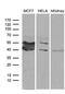 WD Repeat Domain 92 antibody, M13880, Boster Biological Technology, Western Blot image 