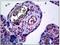 Endothelium antibody, AM32179PU-N, Origene, Immunohistochemistry frozen image 