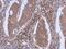 Dynamin 2 antibody, GTX109652, GeneTex, Immunohistochemistry paraffin image 