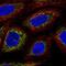 3-Oxoacid CoA-Transferase 1 antibody, NBP2-49331, Novus Biologicals, Immunofluorescence image 