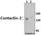 Contactin 2 antibody, A04936-1, Boster Biological Technology, Western Blot image 