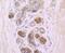 Integrin Subunit Beta 4 antibody, A01015, Boster Biological Technology, Immunohistochemistry frozen image 