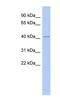 Lamin Tail Domain Containing 1 antibody, NBP1-56726, Novus Biologicals, Western Blot image 