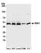 Ribonuclease H1 antibody, A305-356A, Bethyl Labs, Western Blot image 