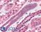 Syntaxin Binding Protein 6 antibody, LS-B2750, Lifespan Biosciences, Immunohistochemistry paraffin image 