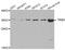 Tribbles Pseudokinase 3 antibody, abx006614, Abbexa, Western Blot image 