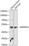 Serpin Family F Member 2 antibody, 15-340, ProSci, Western Blot image 