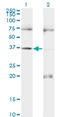 Paired Box 9 antibody, LS-B6405, Lifespan Biosciences, Western Blot image 