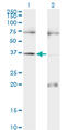 Paired box protein Pax-9 antibody, LS-B6405, Lifespan Biosciences, Western Blot image 