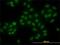 High Mobility Group Box 1 antibody, H00003146-M08, Novus Biologicals, Immunofluorescence image 