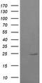 RAB37, Member RAS Oncogene Family antibody, TA505339AM, Origene, Western Blot image 