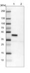 ILK Associated Serine/Threonine Phosphatase antibody, NBP1-85117, Novus Biologicals, Western Blot image 