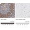 CD2 Molecule antibody, NBP1-87005, Novus Biologicals, Immunohistochemistry paraffin image 