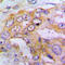 Eukaryotic Translation Initiation Factor 4 Gamma 1 antibody, LS-C356011, Lifespan Biosciences, Immunohistochemistry frozen image 