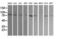 Dynamin 1 Like antibody, LS-C174692, Lifespan Biosciences, Western Blot image 