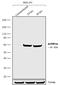 Arginine Vasopressin Receptor 1A antibody, 720289, Invitrogen Antibodies, Western Blot image 