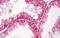 Aquaporin 3 (Gill Blood Group) antibody, MBS242752, MyBioSource, Immunohistochemistry frozen image 