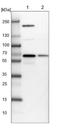 Asparaginyl-TRNA Synthetase antibody, NBP2-13640, Novus Biologicals, Western Blot image 