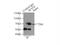 Sec1 Family Domain Containing 1 antibody, 12569-1-AP, Proteintech Group, Immunoprecipitation image 