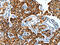 Aldehyde Dehydrogenase 6 Family Member A1 antibody, CSB-PA925196, Cusabio, Immunohistochemistry frozen image 