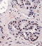 RUNX Family Transcription Factor 2 antibody, TA309842, Origene, Immunohistochemistry frozen image 