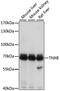 Tenascin XB antibody, A2535, ABclonal Technology, Western Blot image 