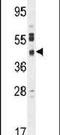 Solute Carrier Family 35 Member F6 antibody, PA5-24004, Invitrogen Antibodies, Western Blot image 